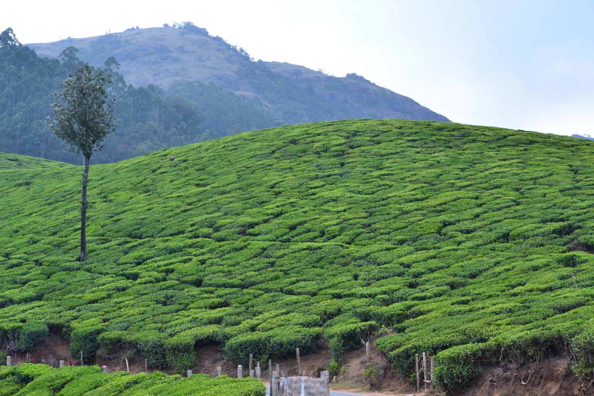 Villa Arabian Nights Munnar Exterior foto